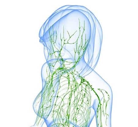 lymphatic system of female