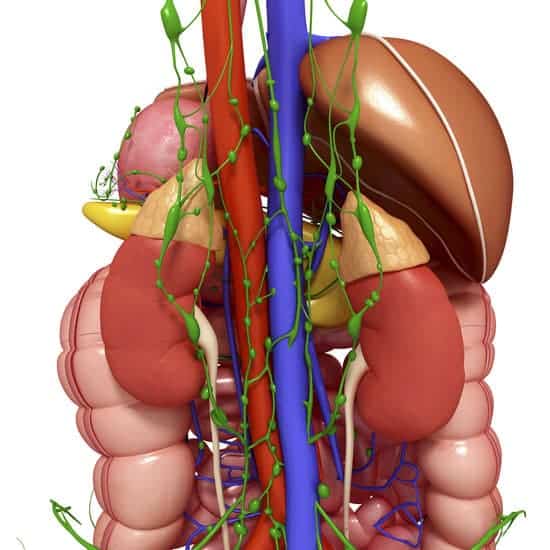 urinary system, artwork