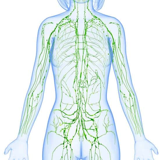 lymphatic system of female front